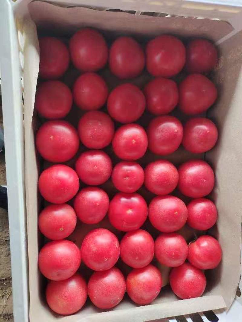 周口西红柿大量供应、品种齐全、对接各大市场、商超、电商、
