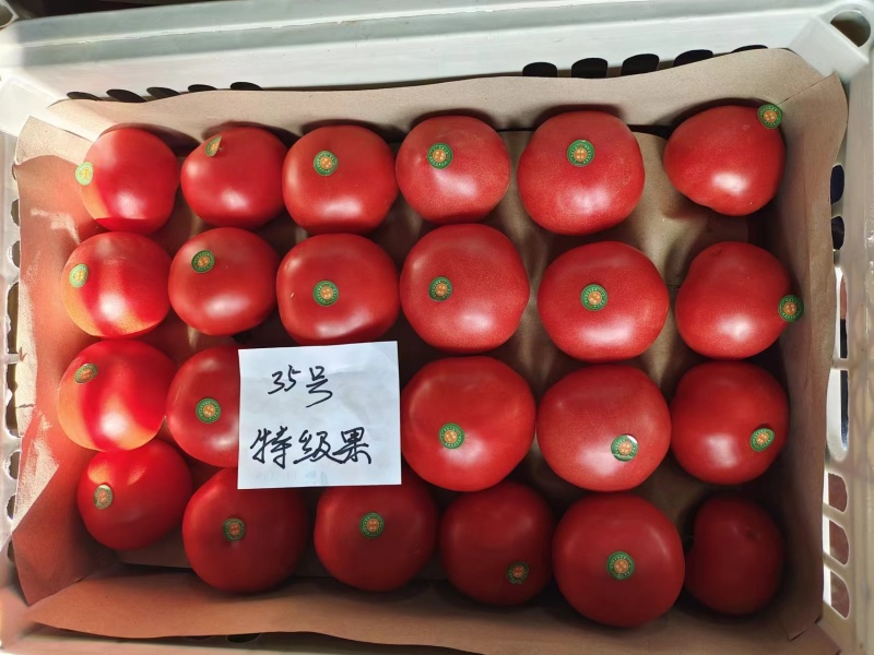 周口西红柿大量供应、品种齐全、对接各大市场、商超、电商、