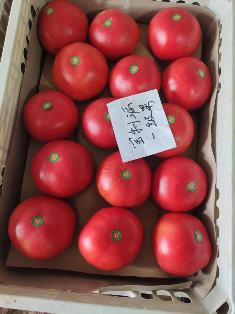 周口西红柿大量供应、品种齐全、对接各大市场、商超、电商、