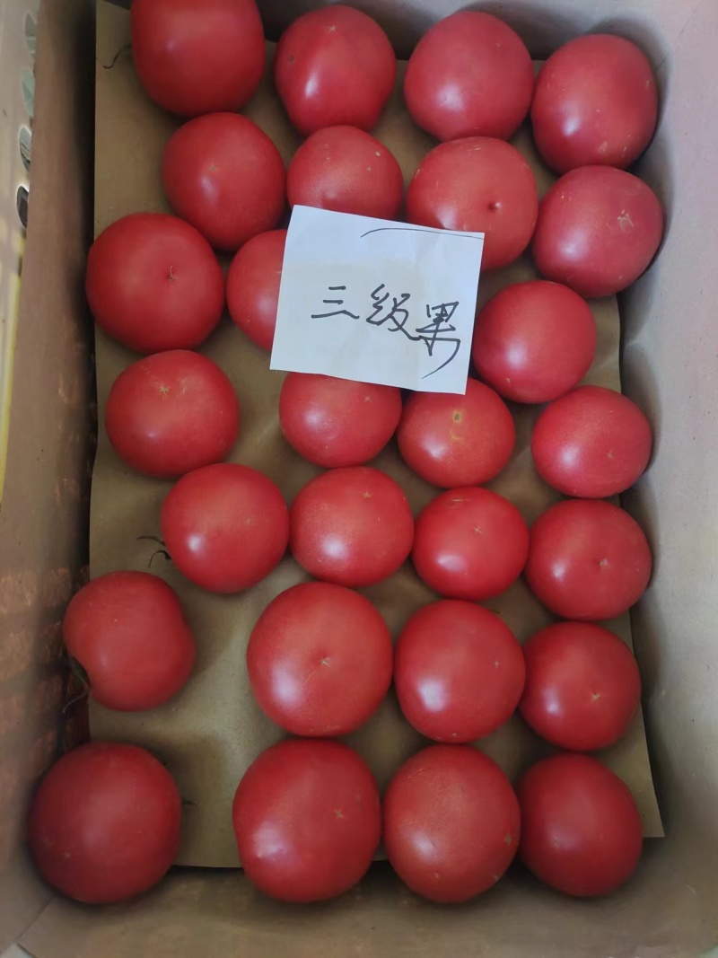 周口西红柿大量供应、品种齐全、对接各大市场、商超、电商、