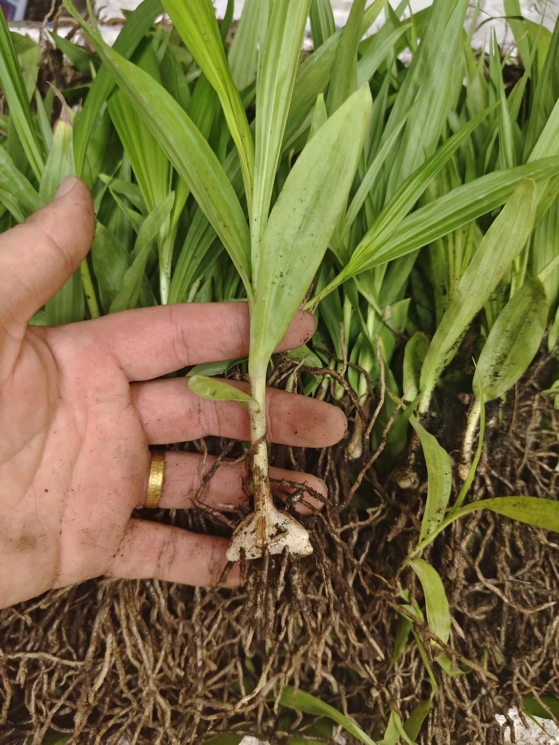 白芨苗紫花三叉大白芨（宽叶），药典品种。露天块茎驯化苗