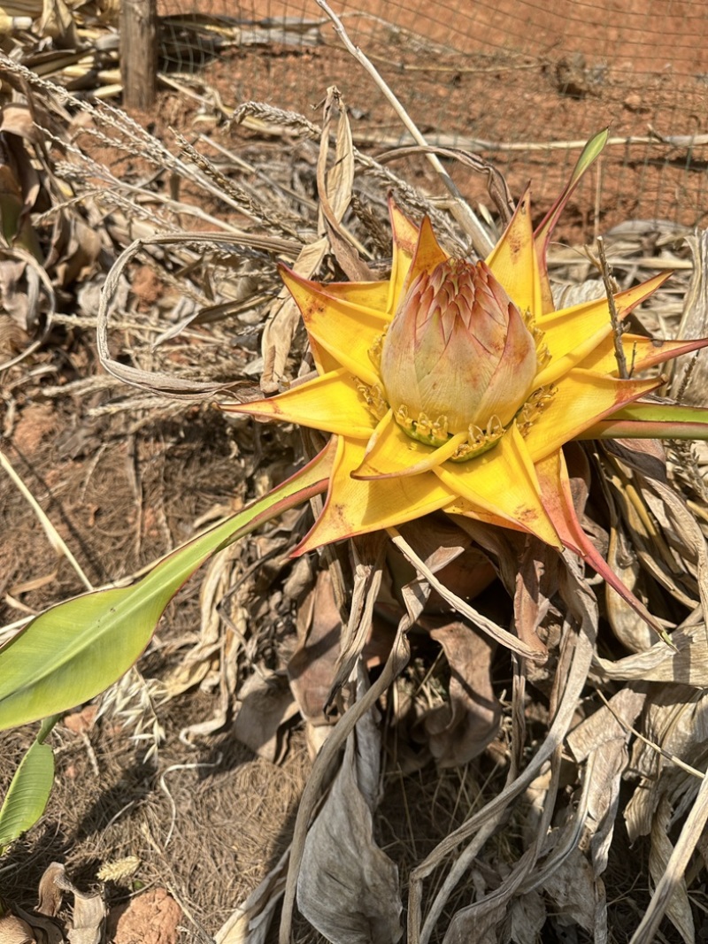 云南特色花卉地涌金莲千瓣莲花成活率高易管理