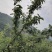 贵州四月李李子现采现摘，核小脆甜，基地货品质保证