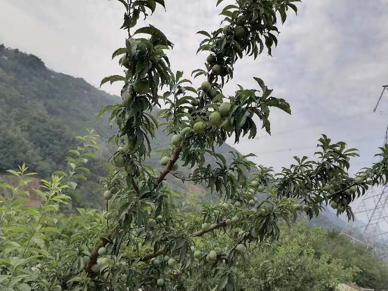 贵州四月李李子现采现摘，核小脆甜，基地货品质保证