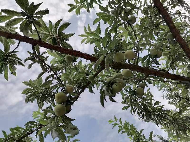 贵州四月李李子现采现摘，核小脆甜，基地货品质保证