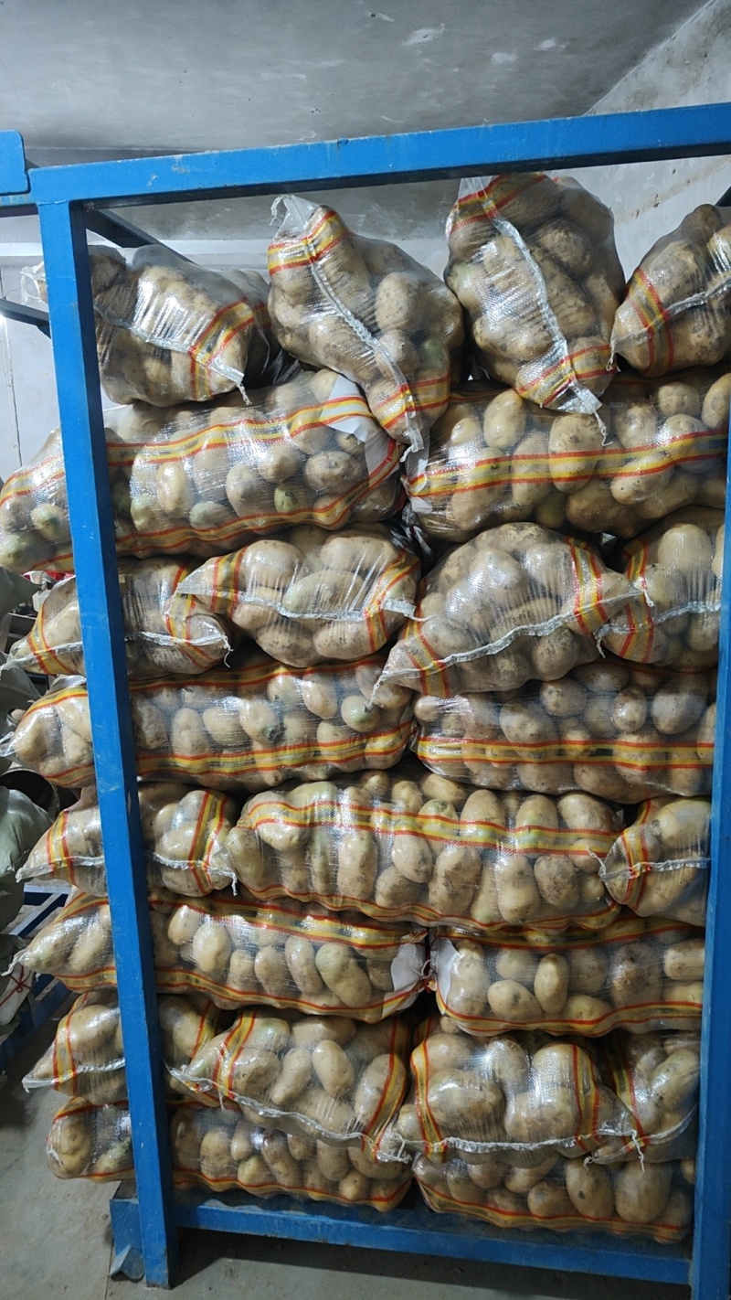 三两以上食堂货大青头大量现货