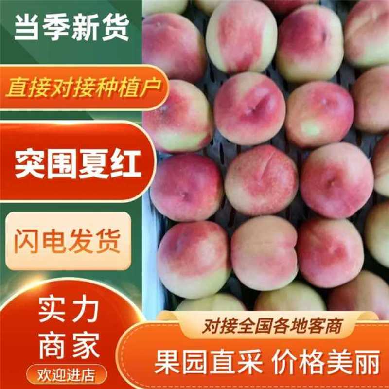 突围夏红特大桃子70起步口感脆甜现货供应量大欢迎您的订单