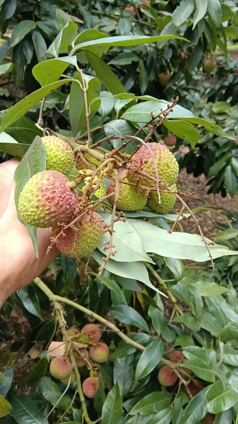 妃子笑荔枝大量上市，有需要的老板联系。联系电话。3352