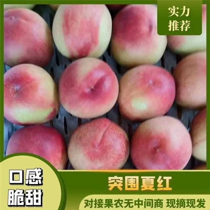 突围夏红特大桃子70起步口感脆甜现货供应量大欢迎您的订单