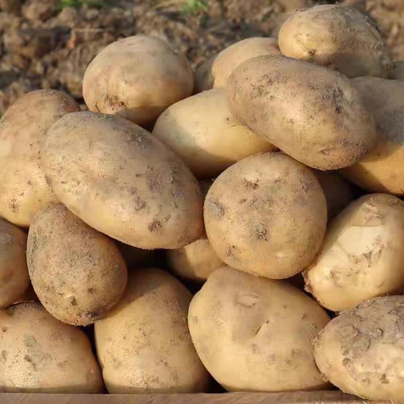 【河北土豆】沃土5号土豆大量供应现挖现发品质保证电联