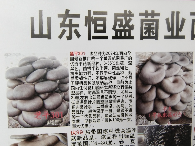 平菇菌种:高温、广温偏高母种、原种、栽培种