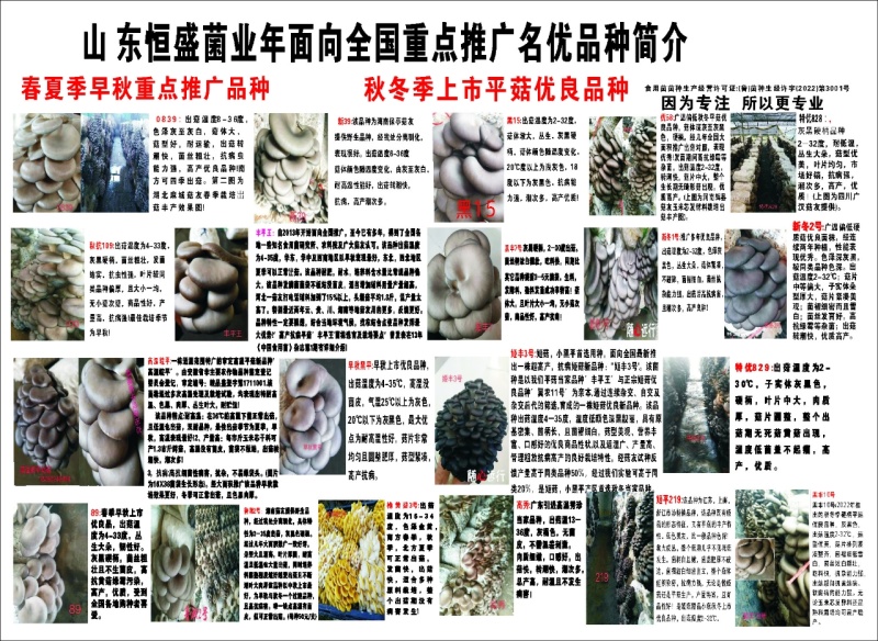 平菇菌种:高温、广温偏高母种、原种、栽培种