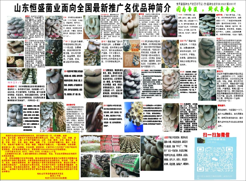 平菇菌种:高温、广温偏高母种、原种、栽培种