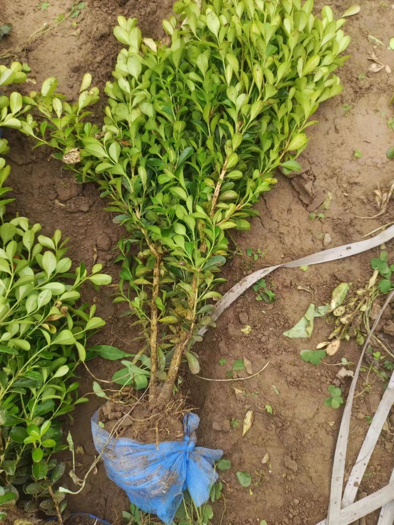 小叶黄杨，产地直销，现挖现发，成活率高，保质保量欢迎订购