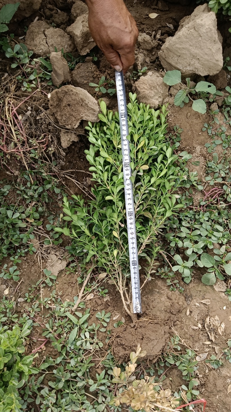 小叶黄杨，产地直销，现挖现发，成活率高，保质保量欢迎订购