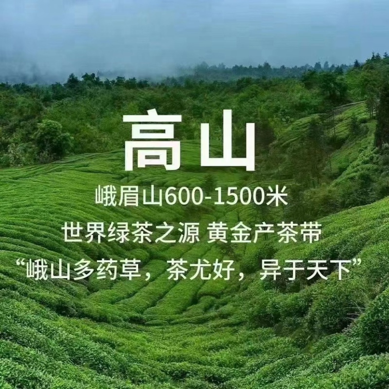 峨眉山竹叶青茶