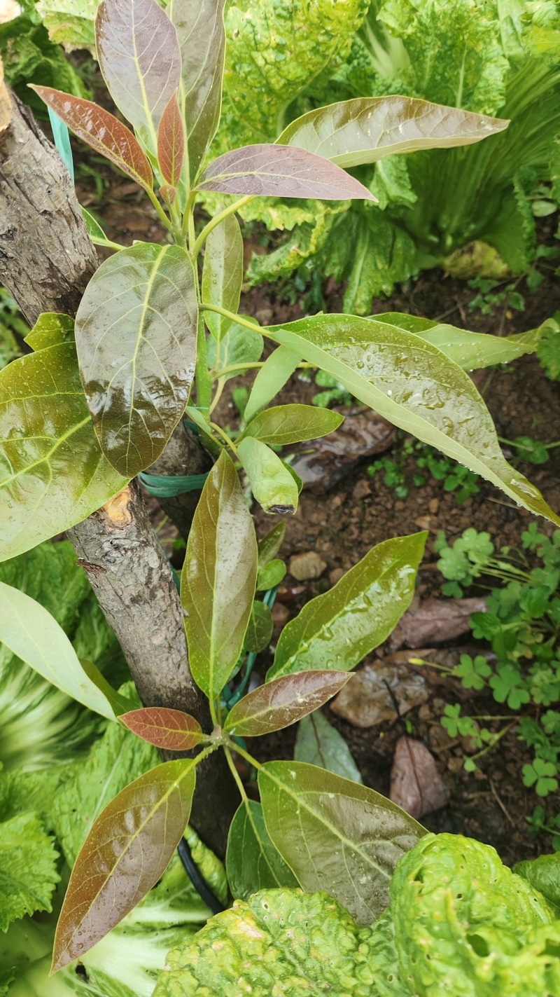 哈斯牛油果嫁接苗一年两年三年苗可盆栽院栽2年挂果包教技术