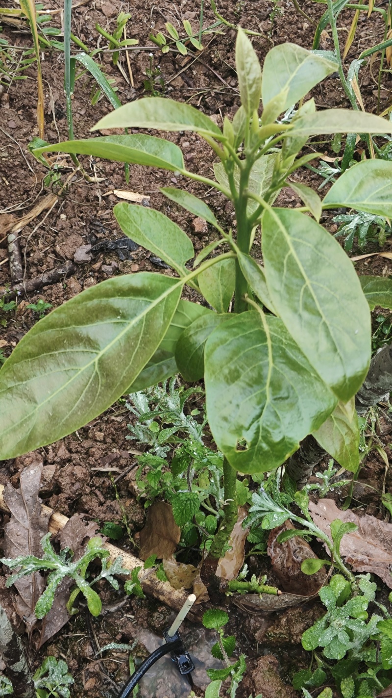 哈斯牛油果嫁接苗一年两年三年苗可盆栽院栽2年挂果包教技术