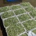 土豆芽（精品土培原生态芽苗菜）诚招代理商，欢迎取样合作。