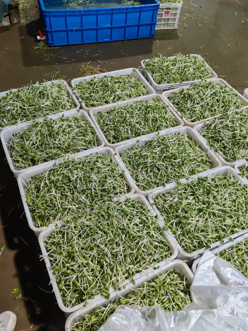 土豆芽（精品土培原生态芽苗菜）诚招代理商，欢迎取样合作。