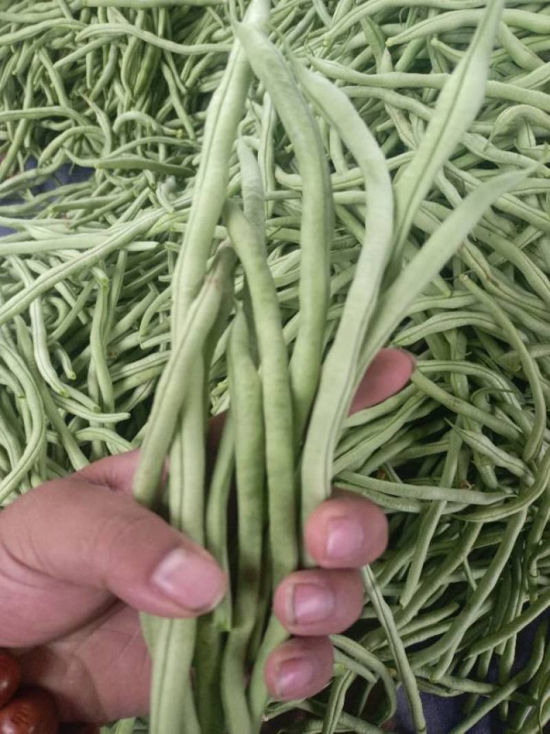 产地直发架豆王豆角，农家自产，甜脆可口，当季特价！