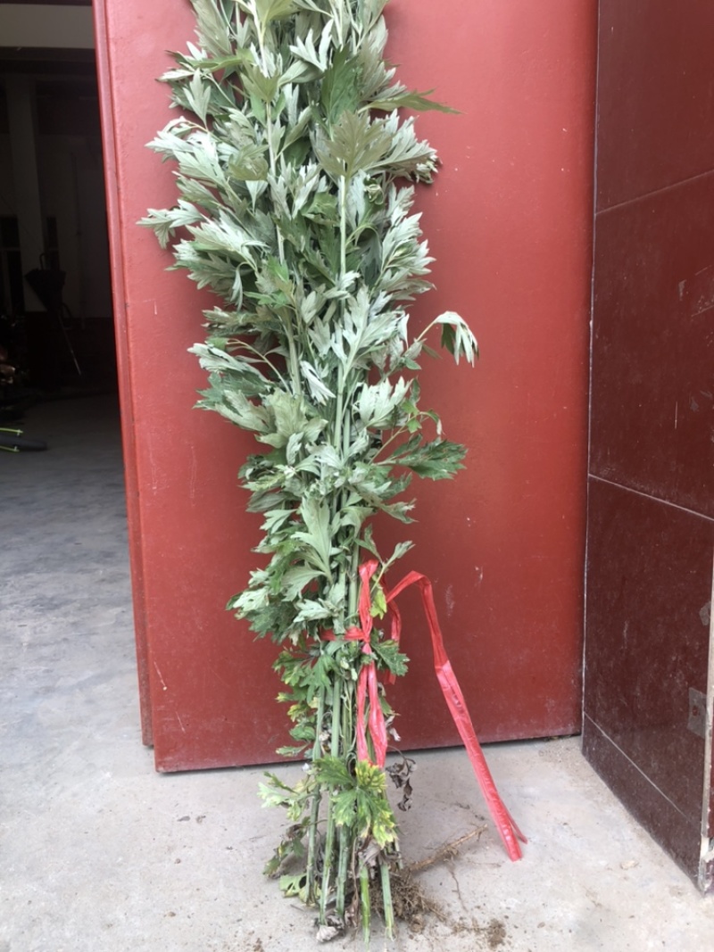 端午节鲜艾草