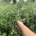 端午节鲜艾草