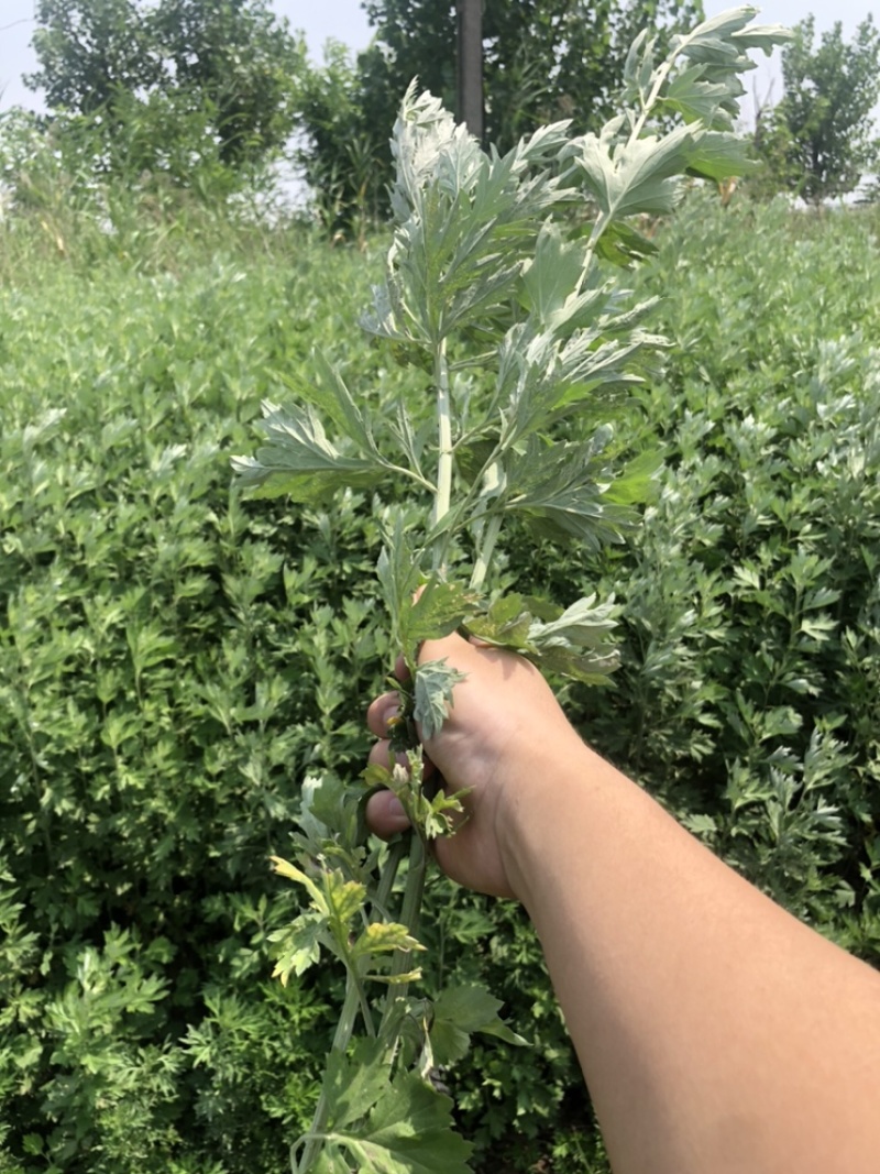 端午节鲜艾草