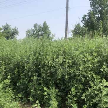 端午节鲜艾草