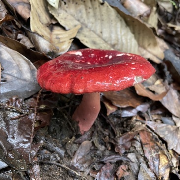 正中云南山货土特产蜂蜜，可支持验货，假一赔十