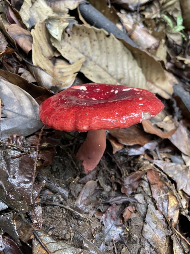 正中云南山货土特产蜂蜜，可支持验货，假一赔十