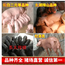 120斤代孕太湖母猪基地专车提供养殖技术