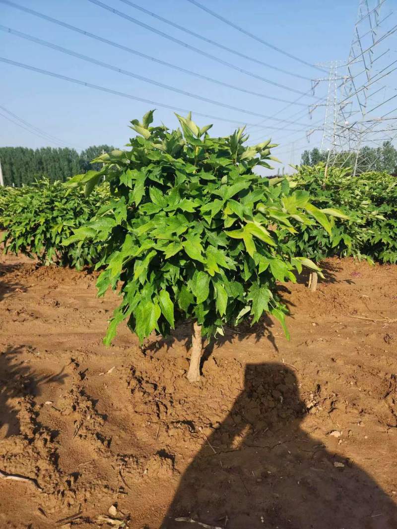 牡丹