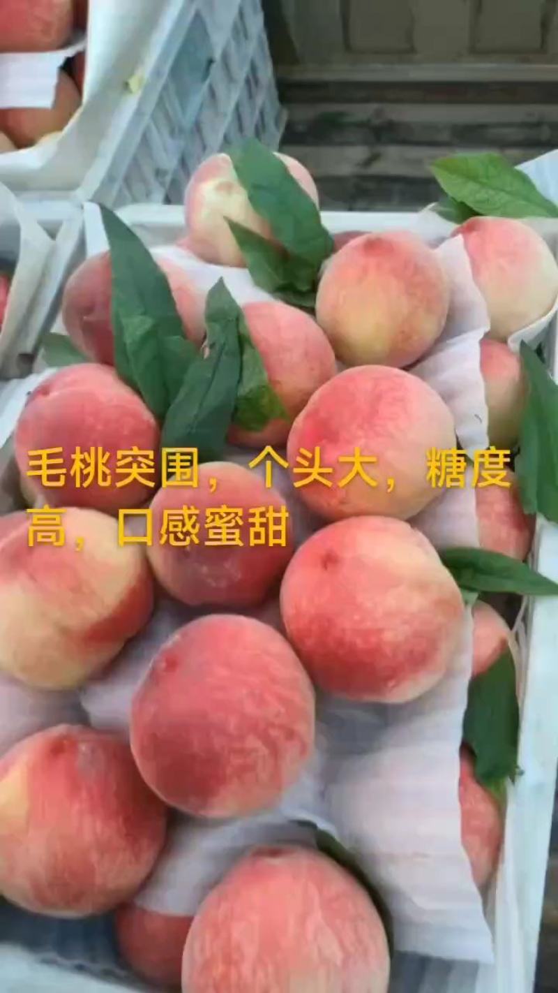 优质突围水蜜桃，砀山产区，口感脆甜，糖份高达十三个以上