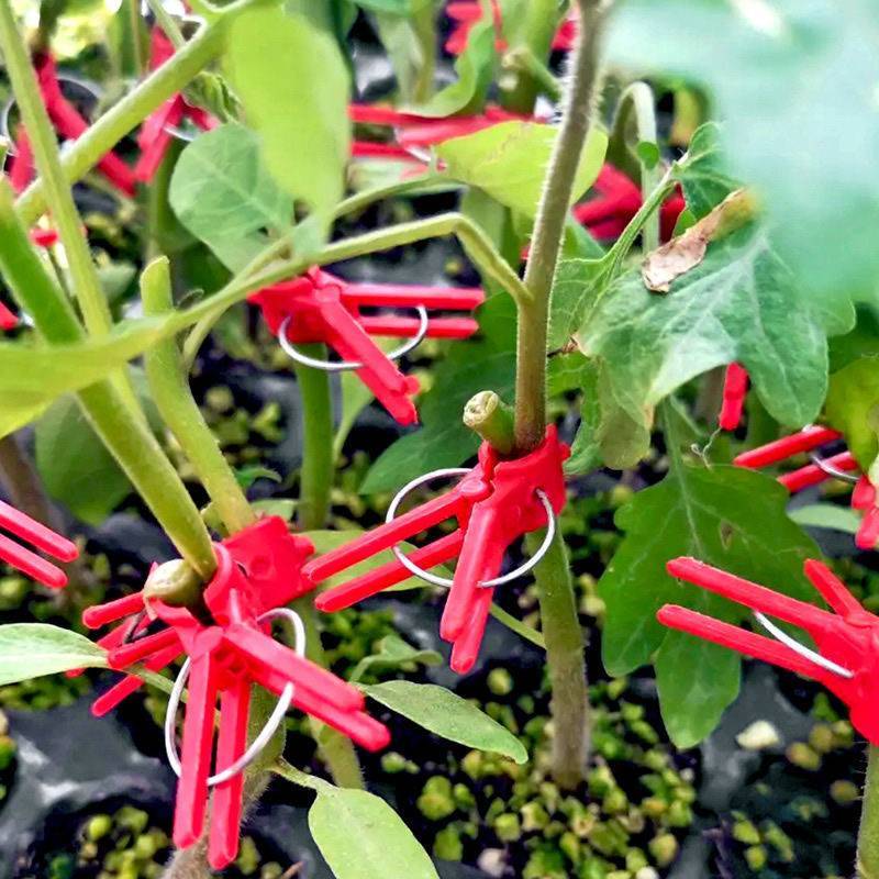 农用蔬菜嫁接夹黄瓜西瓜苦瓜辣椒茄子西红柿熟料可多次使用