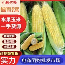 陕西省大荔县水果玉米大量上市，可供应市场电商