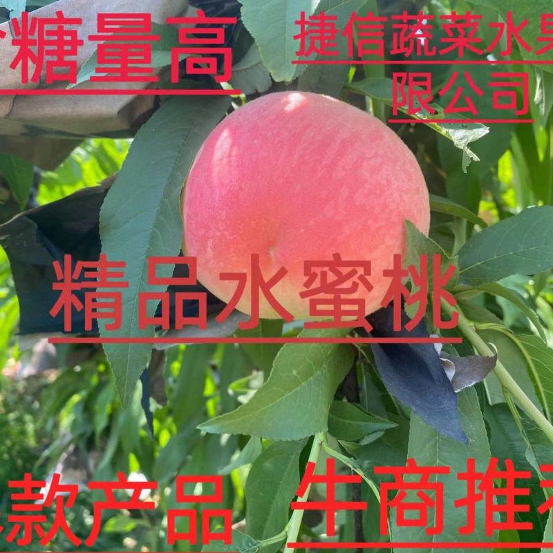 优质突围水蜜桃，砀山产区，口感脆甜，糖份高达十三个以上