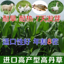 进口高丹王草种子高产耐热饲喂鸡鸭鹅马牛羊鱼兔牧草种子