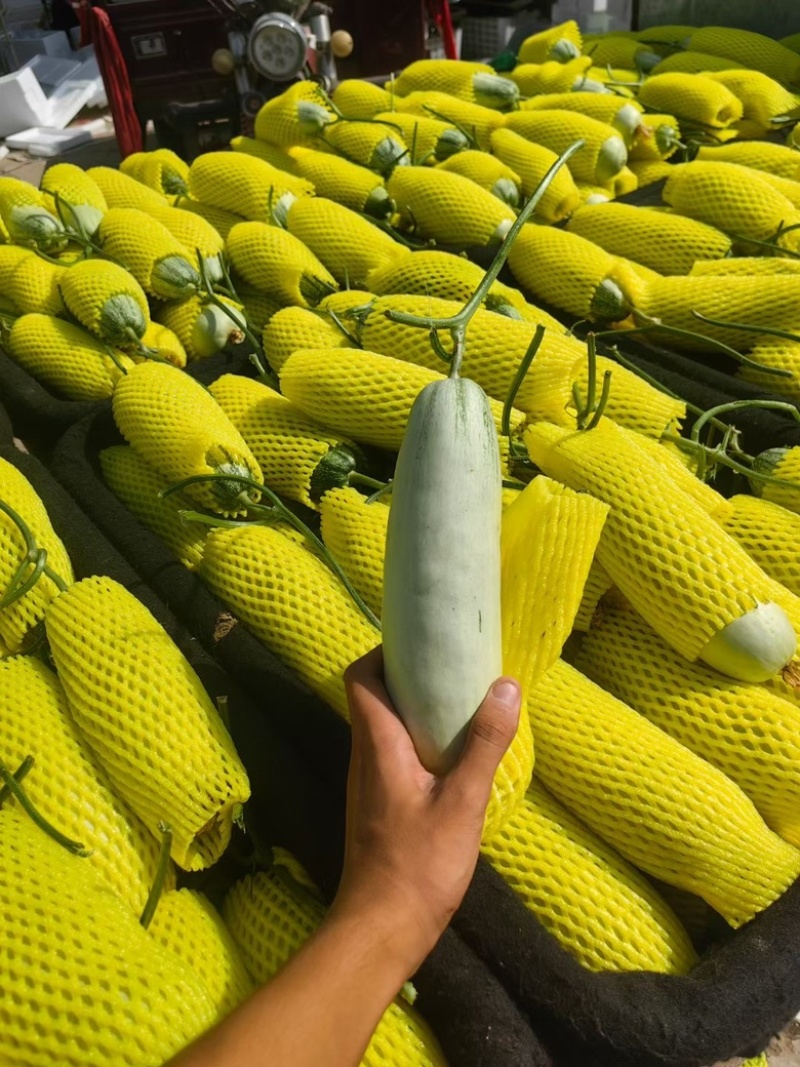 【精品】博洋6号羊角蜜甜瓜产地直发价格美丽欢迎洽谈