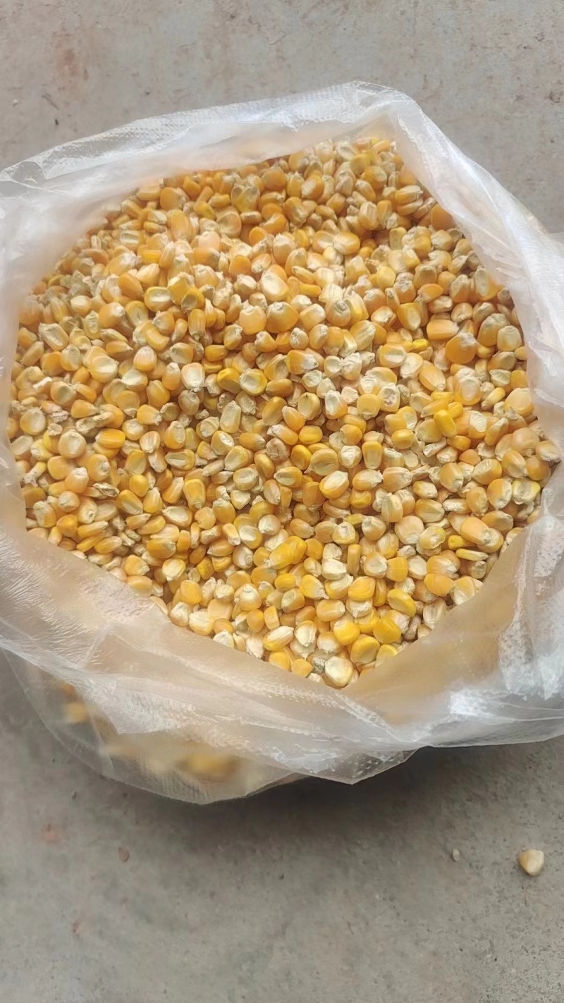老板今日玉米价格2420一吨大量有现货可以长期合作