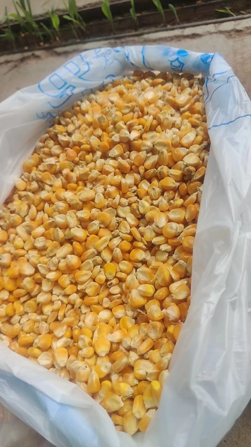 老板今日玉米价格2420一吨大量有现货可以长期合作