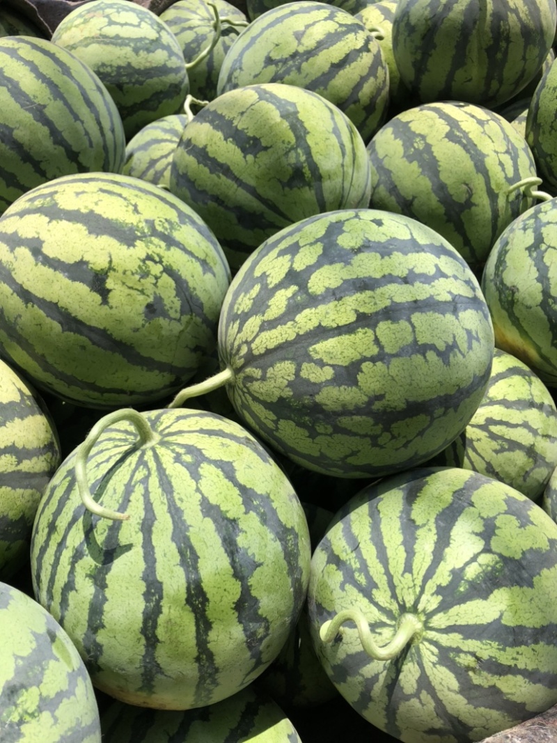 精品无籽美都，大棚种植，小薄皮大红瓤糖度．十二以上大量现货