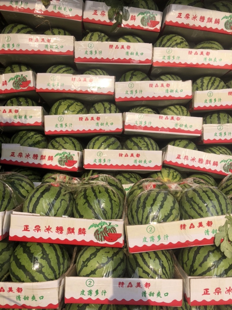 精品无籽美都，大棚种植，小薄皮大红瓤糖度．十二以上大量现货