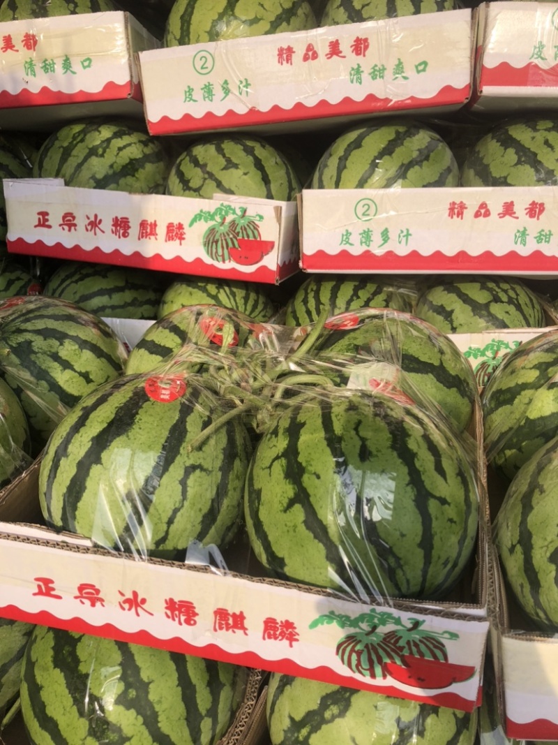 精品无籽美都，大棚种植，小薄皮大红瓤糖度．十二以上大量现货