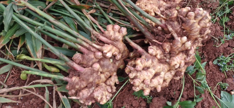 野生小黄姜产地环境