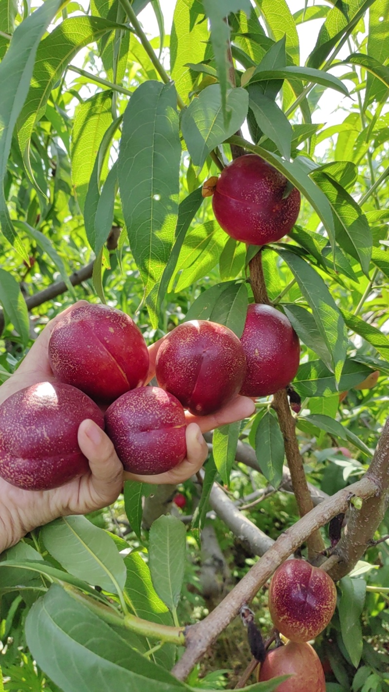 黄油桃，大量批发，价格优惠