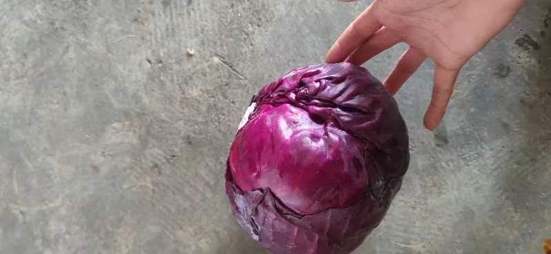 城市路边绿化植物