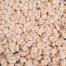 白糯玉米干粒，万糯2000自然干粒