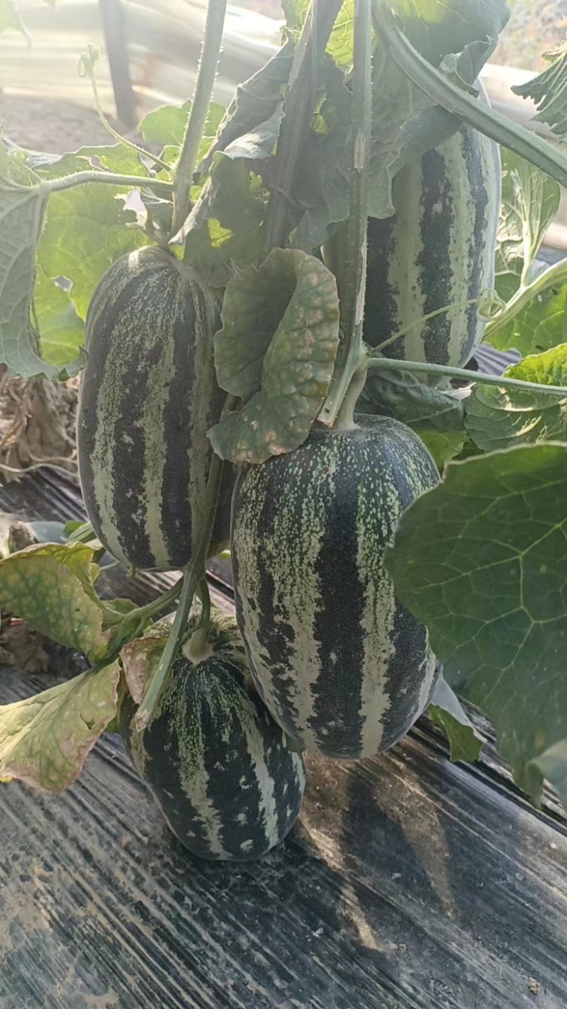 博洋甜瓜博洋九号产地直发价格优惠质量保证欢迎电联