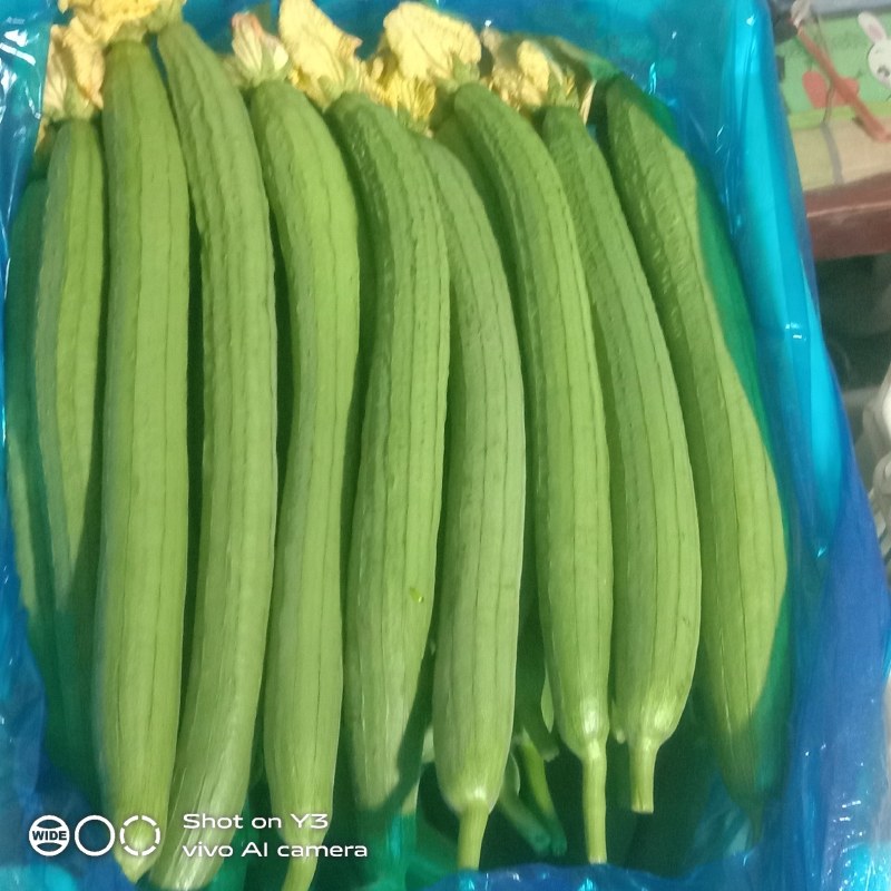 丝瓜